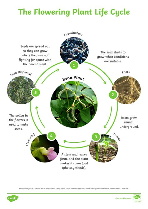 ideas  coloring life cycle  plants