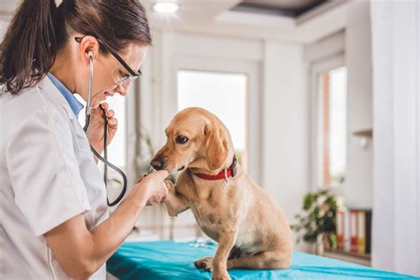 finding   veterinarians   choose smartguy