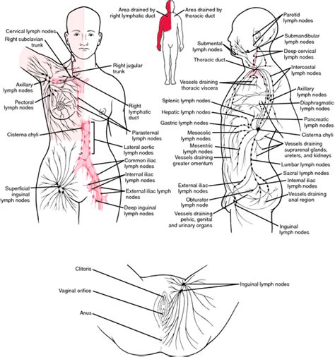 lymphatic aplasia definition of lymphatic aplasia by