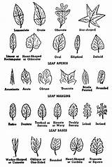 Tree Leaves Leaf Shapes Trees Identification Types Identify Shape Parts Bark Fruit Plant Structure Names Its Cycle Different Flowers Week sketch template