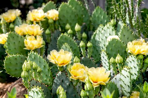 grow  care  eastern prickly pear cactus