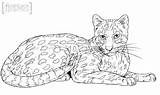 Coloring Pages Oncilla Cat Ocelot Printable Drawing Cats Cartoon Tiger Butterfly Wild Animal Categories Crafts Drawings Draw Animals sketch template