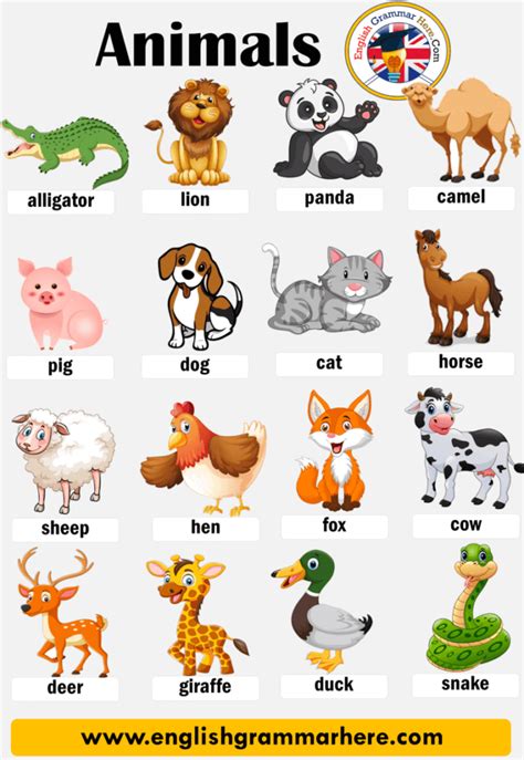 animals  detailed animals names list english grammar