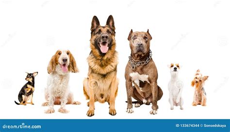 group  cute dogs sitting  stock photo image  friendship
