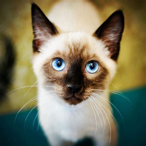 fascinating facts  siamese cats