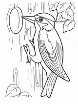 Woodpecker Coloring Pages Drawing Printable Getdrawings Woodpeckers Pileated Getcolorings Color sketch template