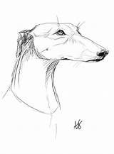 Greyhound Windhund Galgo Windhunde sketch template