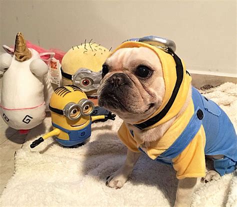 small dog wearing  yellow  blue outfit    minion toys