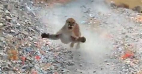 Utah Hiker Is Chased By Cougar Video Shows I Don T Feel Like Dying