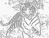 Coloring Pages Wild Tiger Animal Cat Cats Printable Adults Adult Realistic Big Kids Animals Color Auburn Detailed Getcolorings Running Tigers sketch template