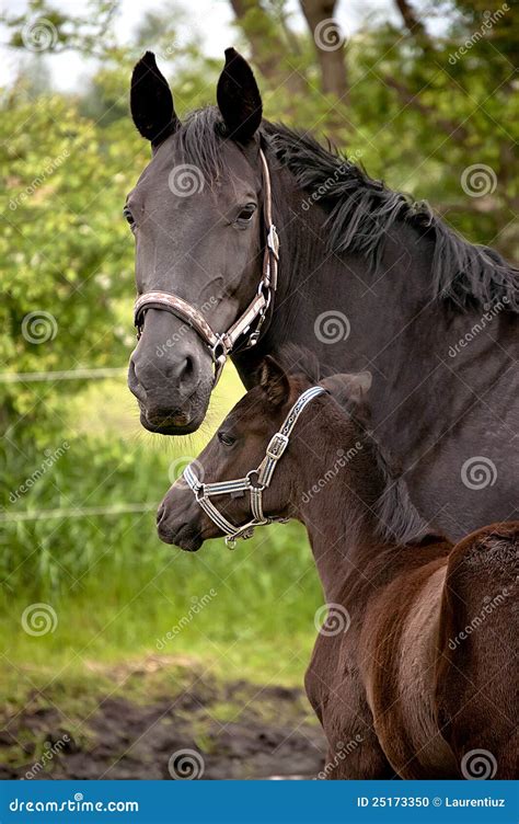 horse  foal stock photo image
