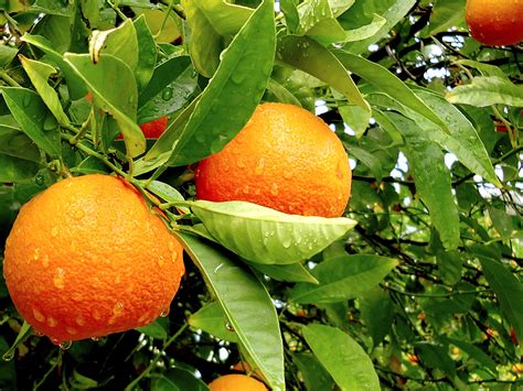 grow orange  container growing orange tree citrus naturebring