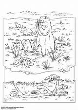 Pradera Dibujo Kleurplaat Prairiehond Prairie Perro Prateria Cane sketch template