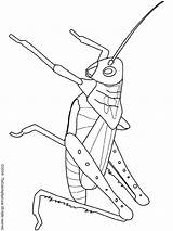 Grasshopper Coloring Pages Printable Insects Insect Grasshoppers Color Kids Drawing Para Grilo Fun Insecten Colouring Clipart Animal Visit Sheets Getdrawings sketch template