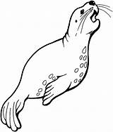 Seal Coloring Pages Animal Talkative sketch template