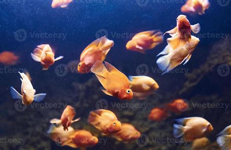 red parrot cichlid underwater close  view  tropical fishes life  ocean  stock