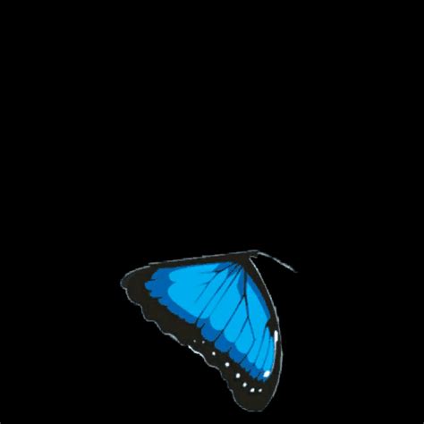butterfly gif gif
