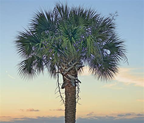 hdr creme photo gallery hdr creme landscape paintings palmetto