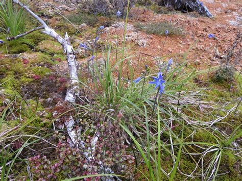 scrub vegetation  milford track  fiordland  zealand stock photo