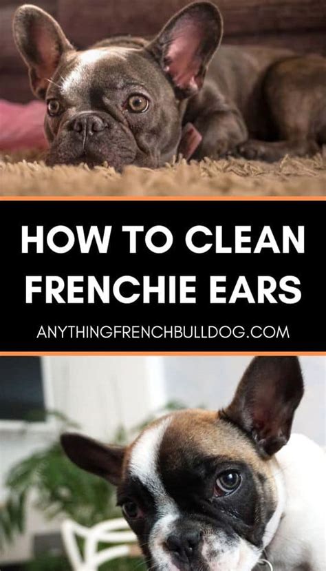 clean french bulldog ears ownership basics  french