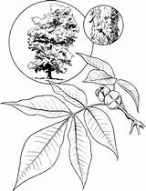 Albero Colorare Castagno Hickory Mimosa Hardwoods Coloratutto Acacia Guide Value sketch template