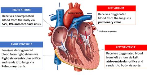 heart external  internal features anatomy qa