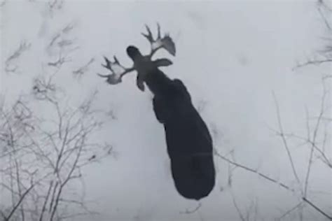 moose sheds   antlers  rare stunning video filmed  drone