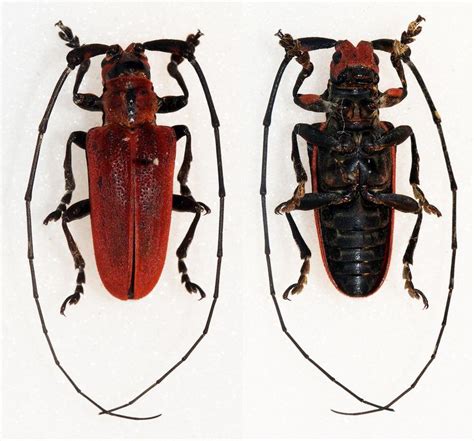 Eupromus Laosensis Beetle Insects North Vietnam