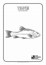 Coloring Tench Pages Cool Minnow Fishes Template Roach sketch template