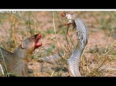 cobra  king cobra snake fight youtube