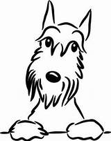 Schnauzer Perros Hund Perro Silueta Tegninger Siluetas Tegning Enkel Visitar Yahoo sketch template