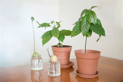 How To Grow An Avocado Tree From Seed And Will It Produce Fruit