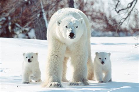 pictures  baby polar bears