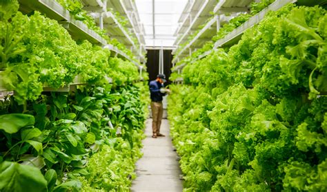 vertical farming   answer  sustainable agriculture iaas indonesia