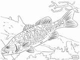 Coloring Bass Fish Pages Guadalupe Fishing Largemouth Freshwater Walleye Drawing Trout Spotted Striped Printable Kids Basses Brook Arapaima Big Color sketch template