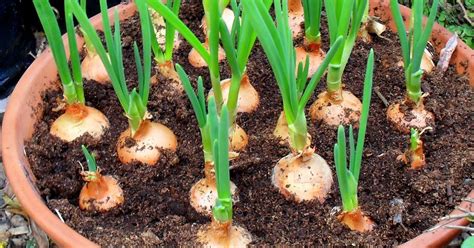grow onions  home       amazing methods