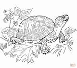 Turtle Coloring Pages Printable Box Eastern Realistic Animal Adults Outline Drawing Sheets Color Print Clipart Land Turtles Supercoloring Getcolorings Online sketch template