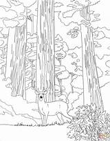 Mule Sequoia Supercoloring Narodowy Kalifornia Drukuj sketch template