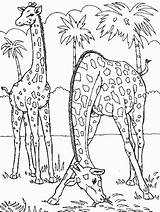 Girafas Jirafas Floresta Paisajes Girafa Pastando Colorindo Rcbx Giraffes sketch template