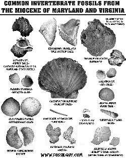 printable fossil identification guides fossils fossil hunting sea