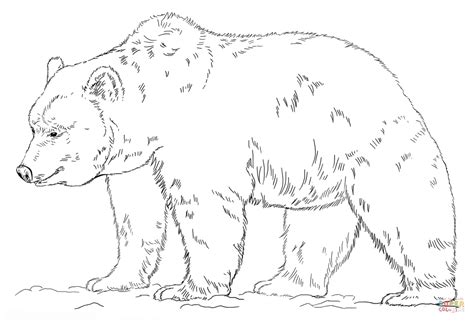 grizzly bear coloring page  printable coloring pages bear