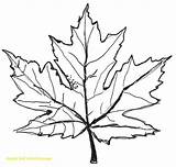 Leaf Maple Drawing Leaves Autumn Fall Pencil Tree Easy Line Coloring Syrup Japanese Pages Printable Drawn Clipart Drawings Template Sugar sketch template