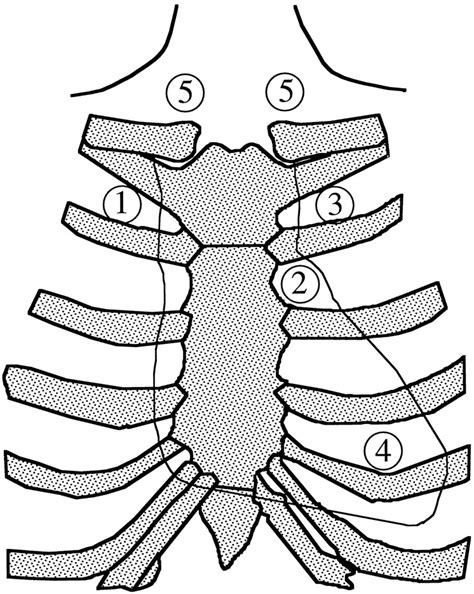 rib cage outline ribcage illustration   vectors clipart