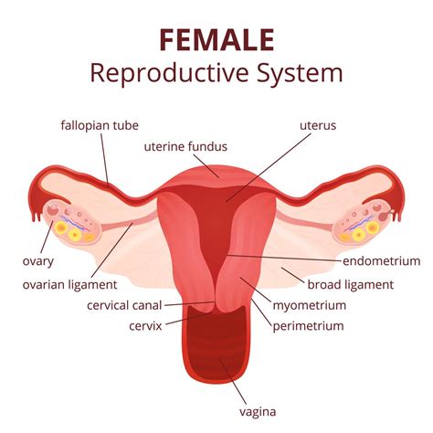 labeled diagram of the female reproductive system and its