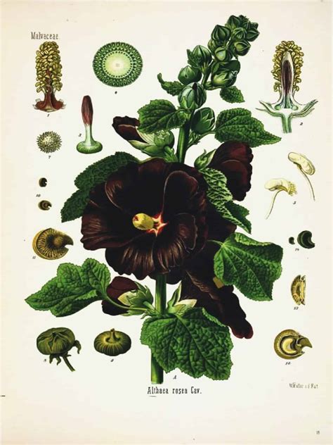 printable floral botanical prints series