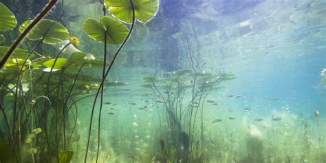 importance  aquatic plants  algae   lakes ecosystem lg sonic
