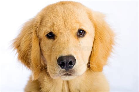 cute puppy face stock photo image  begging eyes canine