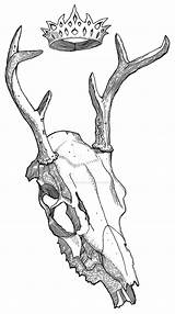 Deer Skull Drawing Getdrawings Skulls sketch template