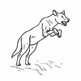 Dingo Mammals sketch template