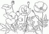 Coloring Remembrance Poppies sketch template